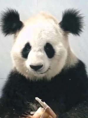 熊猫混血女主播(大熊猫小丫，头顶两把刷子而走红网络，因尿毒症去了潘达星)