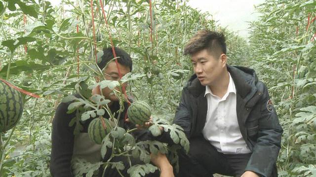 潍坊昌乐:红河镇荣华环水岭大棚“空中”西瓜即将上市