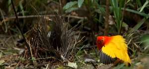 女主播上和下骚舞视频(这是我见过最牛的求爱方式：园丁鸟求偶的过程，这舞蹈跳得太骚气)