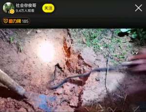yy被睡女主播视频(想红不择手段？YY主播户外直播挖蛇 反被剧毒蛇咬伤)