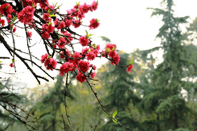 艳丽如霞，燃情似火