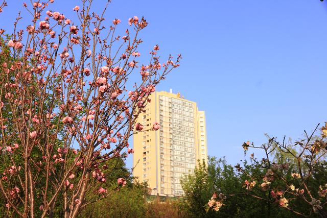 艳丽如霞，燃情似火