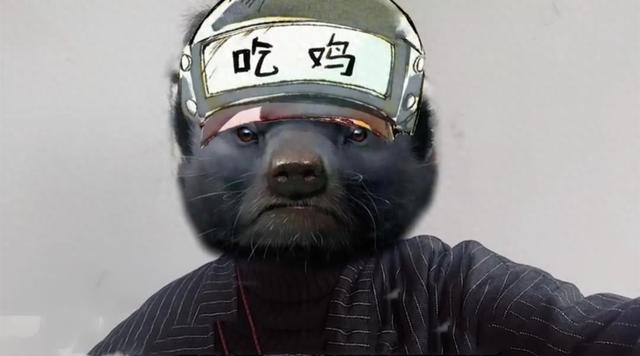 和平精英:蜜獾终于要露脸了!挑战不捡子弹吃鸡,你试过吗?