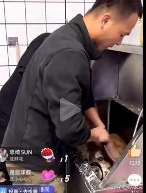 女主播爱犬背后(网红狗艾特在直播中不幸去世陈乔恩发声但网友发现事实真相)