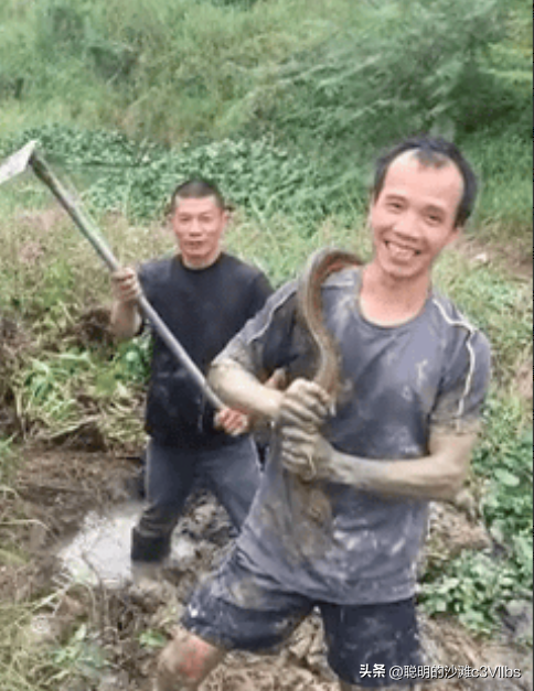 天下奇闻:江西老张田间挖出“黄鳝巨龙”,重量破纪录!