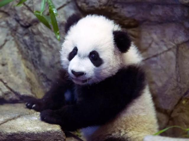 美国政府关门,“直播熊猫”画面被掐!美国网友炸锅:你们把我惹毛了