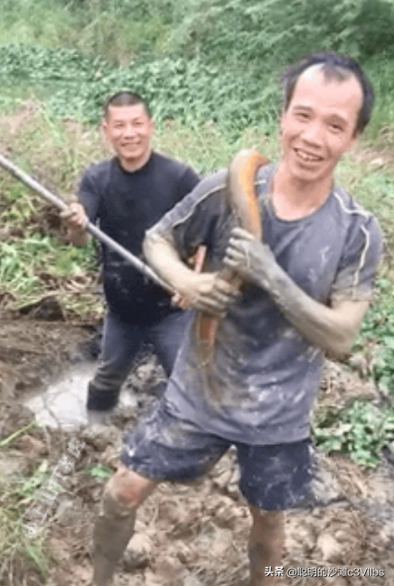 天下奇闻:江西老张田间挖出“黄鳝巨龙”,重量破纪录!