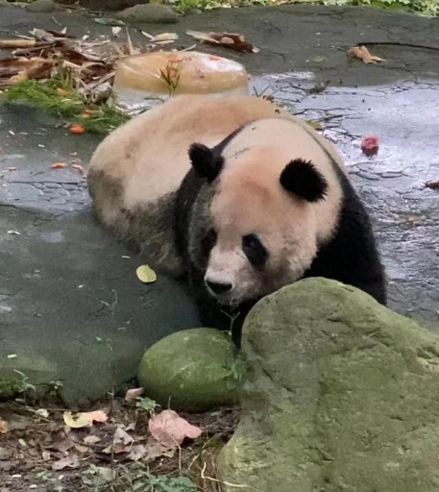 29岁的妃妃突然抽搐就医,网友质疑:为什么还展出,不在康养区