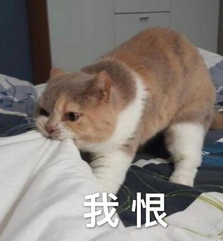 成都小伙99元都要上交给老婆?就算当“耙耳朵”,我也想留在成都!