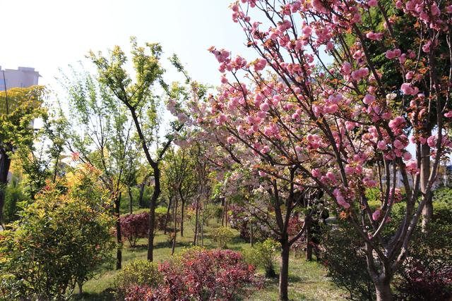 艳丽如霞，燃情似火