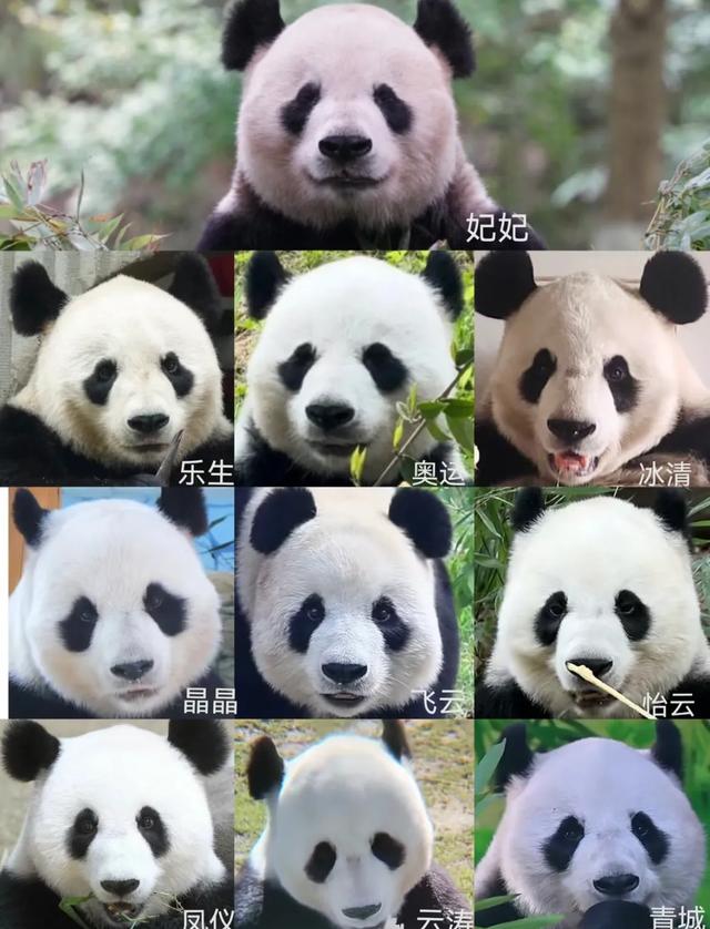 29岁的妃妃突然抽搐就医,网友质疑:为什么还展出,不在康养区