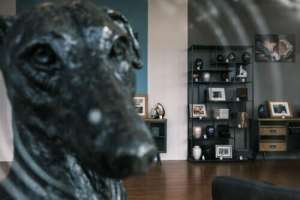 女主播哈士奇啪啪(直到告别那一刻)