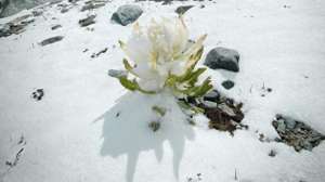 网络女主播户外种子(网红主播采摘“雪莲花”还拍视频炫耀？当地回应)