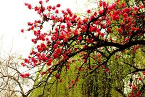 燃情似火的女主播(艳丽如霞，燃情似火)