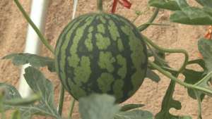 超正天气预报女主播被(潍坊昌乐：红河镇荣华环水岭大棚“空中”西瓜即将上市)