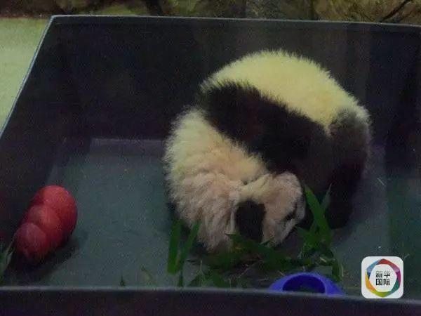 美国政府关门,“直播熊猫”画面被掐!美国网友炸锅:你们把我惹毛了