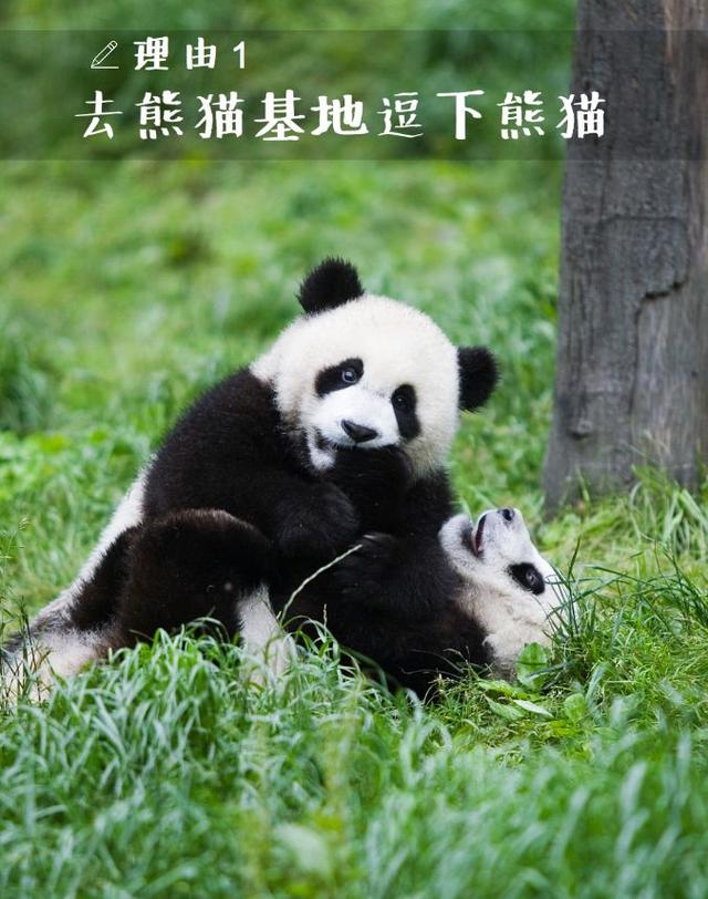 成都小伙99元都要上交给老婆?就算当“耙耳朵”,我也想留在成都!