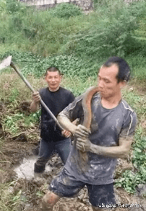 天下奇闻:江西老张田间挖出“黄鳝巨龙”,重量破纪录!