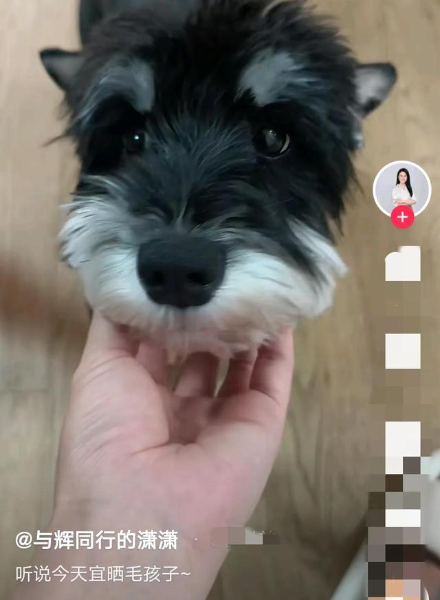 董宇辉晒宠物拜年上热搜,团队举动看出凝聚力,网友评论引热议