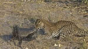 韩国女主播蜜罐迅雷下载(花豹捕杀蜜獾幼崽，轻松拿下刚要开餐，就被赶来的蜜獾妈给收拾了)