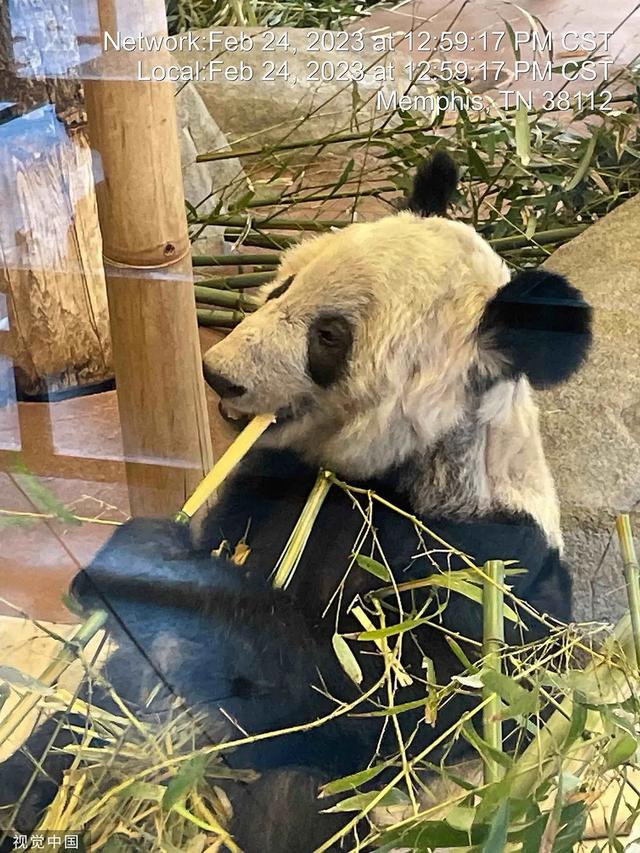 “丫丫”到底怎么了?骨瘦如柴、毛发脱落 → 网友:像吸毒了一样!
