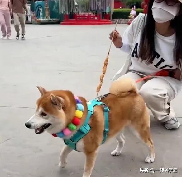 妹子在外没忍住摸了哈士奇，回家后：找外遇你还理直气壮了？
