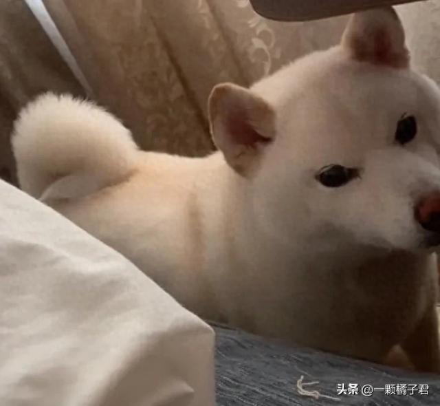 妹子在外没忍住摸了哈士奇，回家后：找外遇你还理直气壮了？