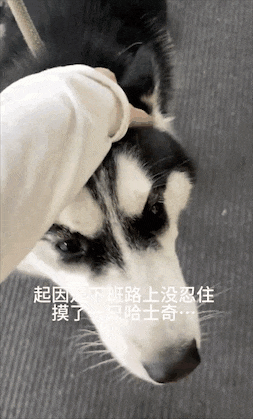 妹子在外没忍住摸了哈士奇，回家后：找外遇你还理直气壮了？