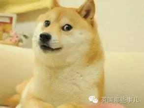 这货真的不是狐狸...只是有一天，一只博美上了哈士奇...