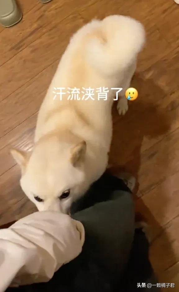 妹子在外没忍住摸了哈士奇，回家后：找外遇你还理直气壮了？