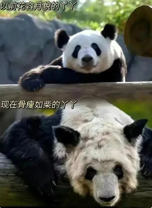 “丫丫”到底怎么了?骨瘦如柴、毛发脱落 → 网友:像吸毒了一样!