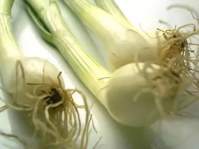 「健康」大葱、小葱、白洋葱、红洋葱差别竟然这么大!开眼界了……