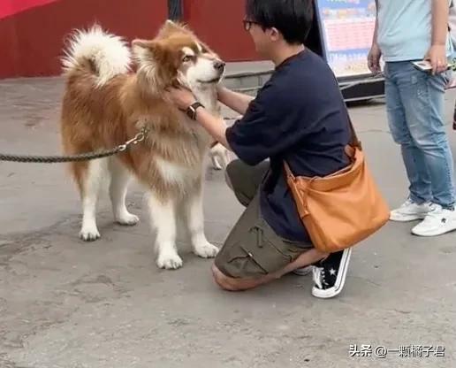 妹子在外没忍住摸了哈士奇，回家后：找外遇你还理直气壮了？