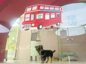 坐飞机、搭高铁、乘地铁！这个五一“毛孩子”也能说走就走