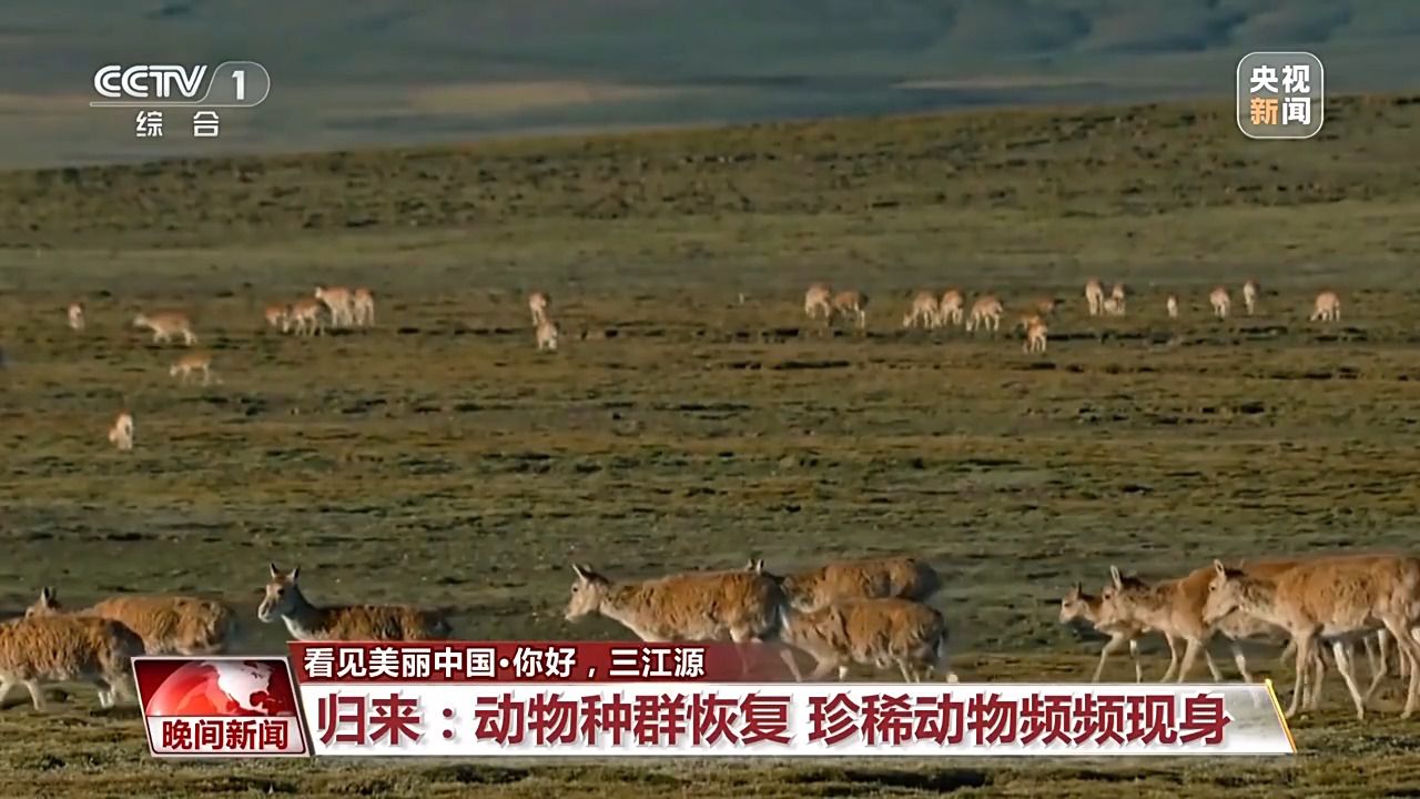 看见美丽中国丨三江源20年蜕变:千湖归来 “中华水塔”焕新生