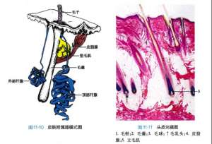 白头发拔一根长三根？到底能不能拔？终于弄清楚了！